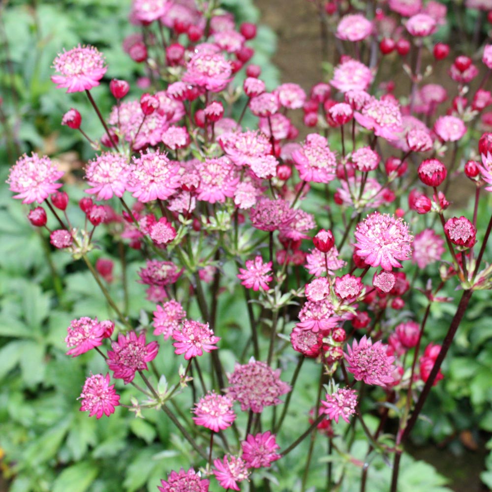 Astrantia Star of fire