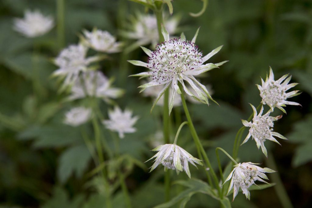 Astrantia ‘Madeleine - Van - Bennekom’