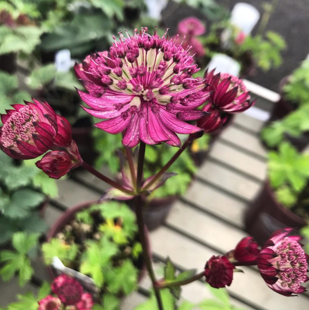 Astrantia ‘Star of Fire’