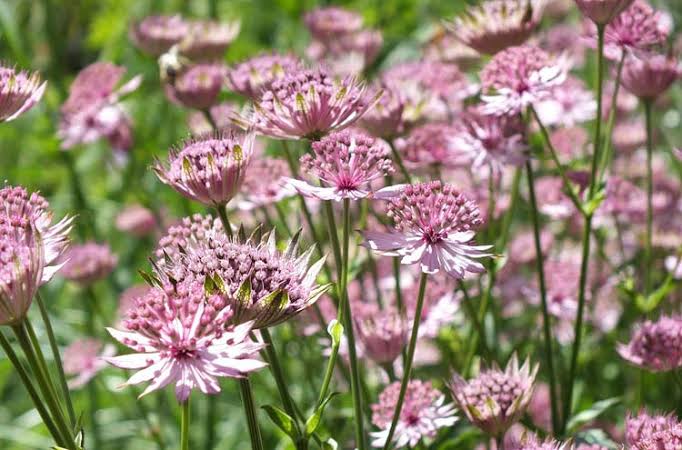 Astrantias