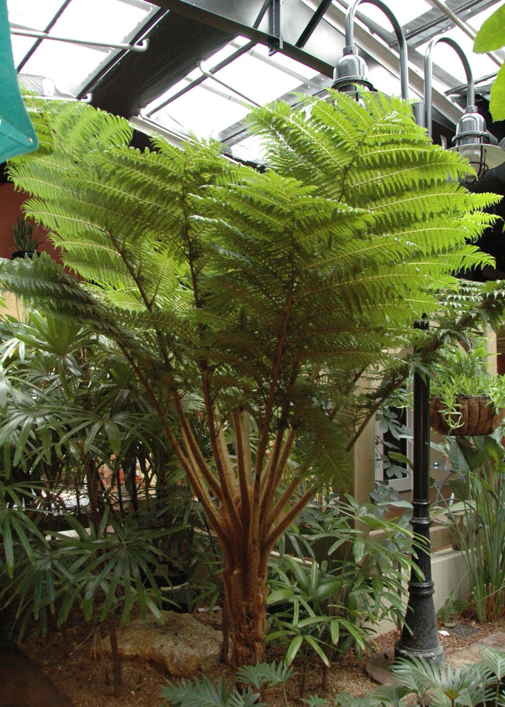 Australian Tree Fern