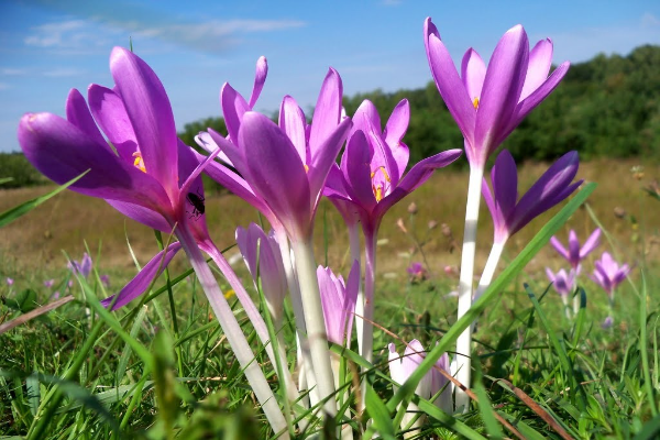 Autumn Crocus