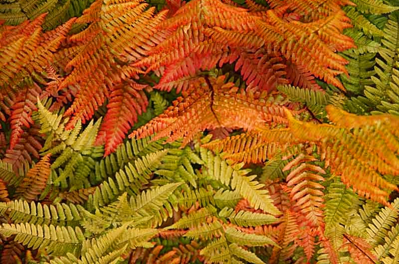 Autumn Fern