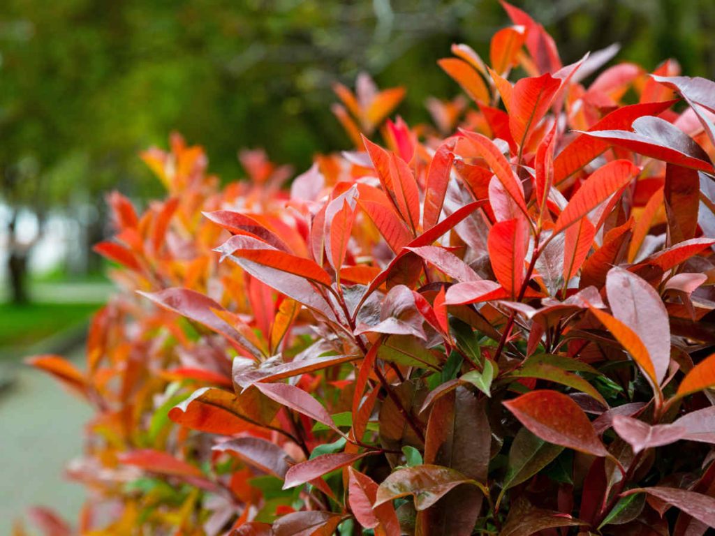 Autumn Pruning