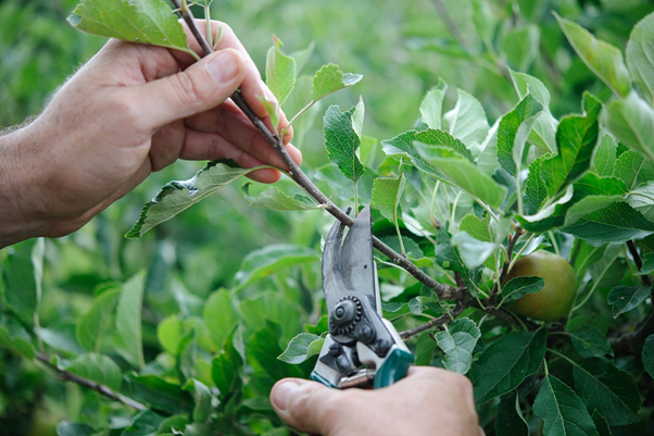 Avoid Cutting Off Fruiting Spurs