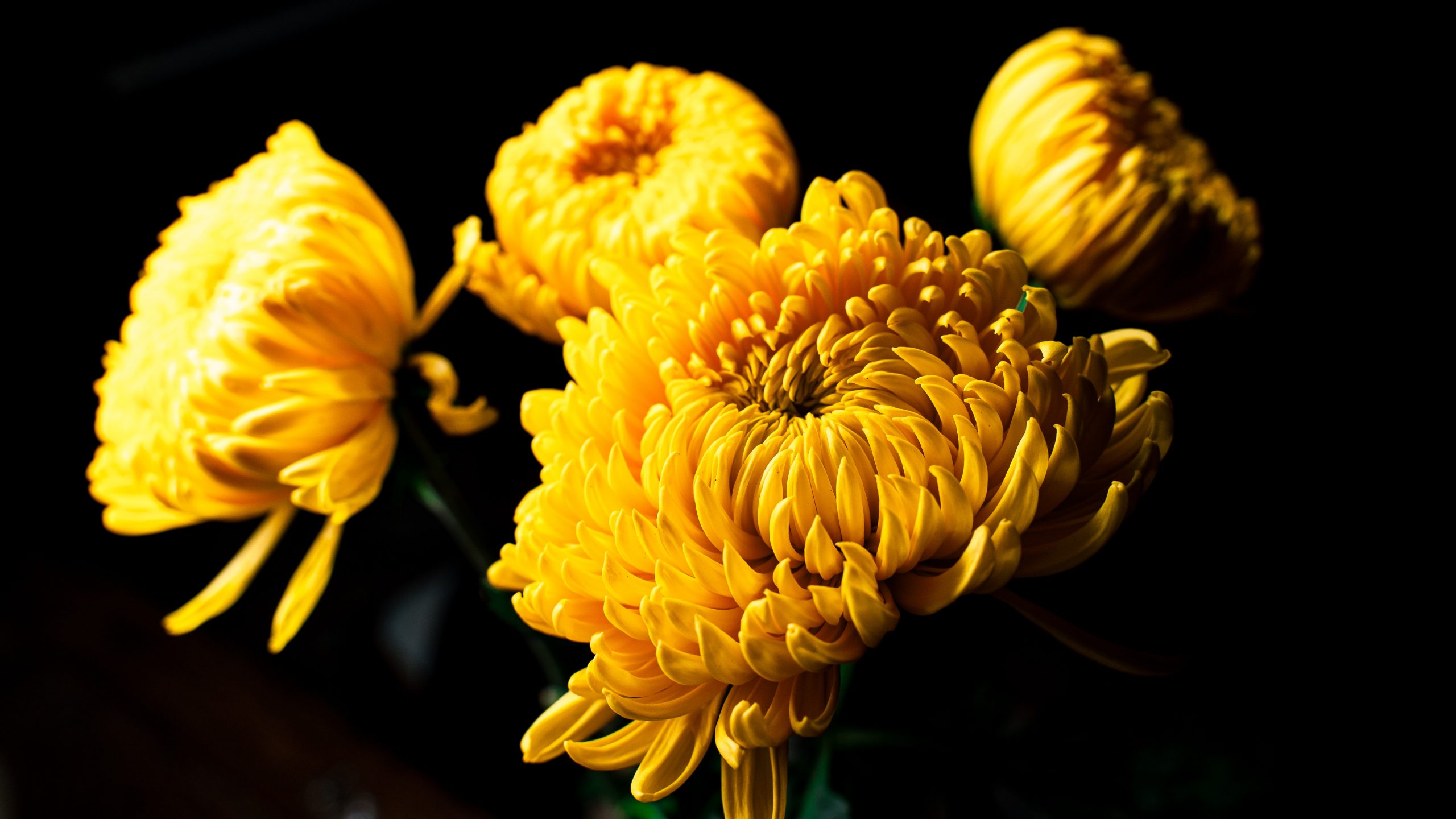 A List of 18 Award-Winning Chrysanthemum Varieties