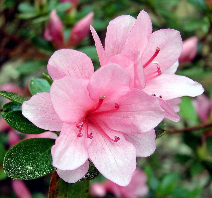 Azalea