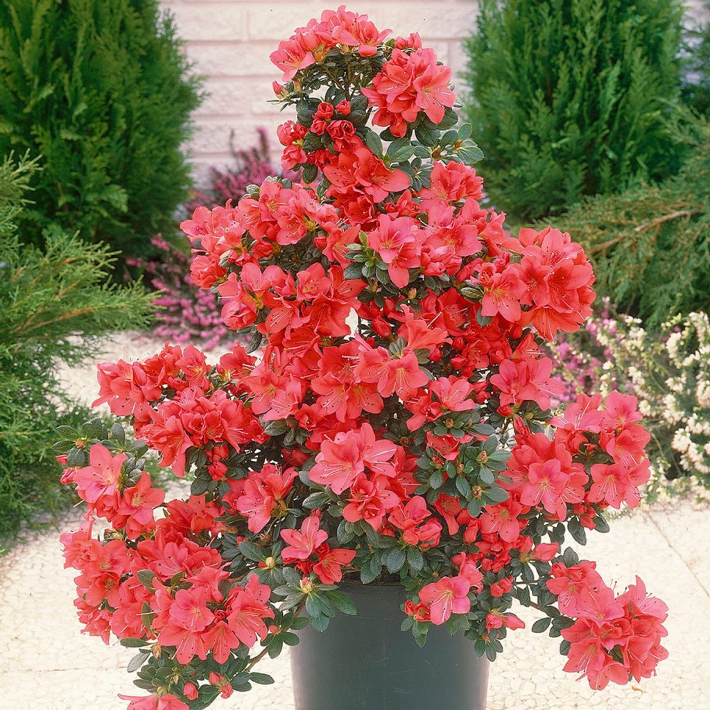 Azalea Japonica Plant Care & Growing Tips