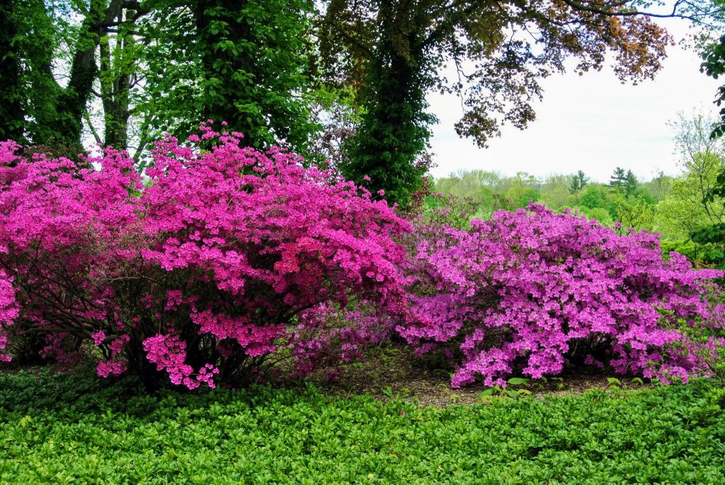 Azaleas