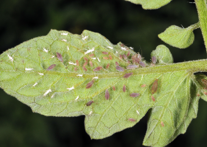  Aphids