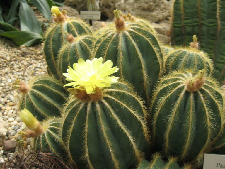 Balloon Cactus