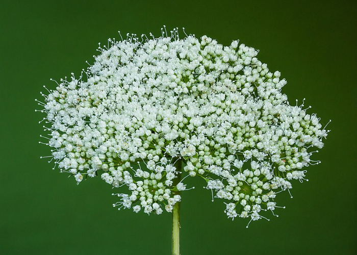 Baltic Parsley