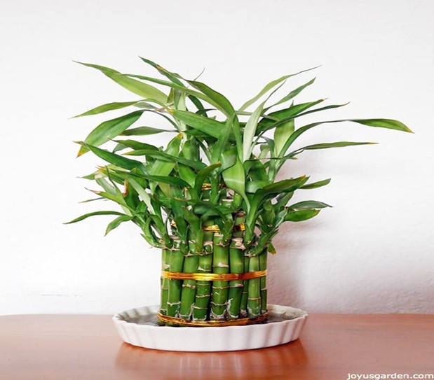 Bamboo Care- How to Grow Tips in the UK