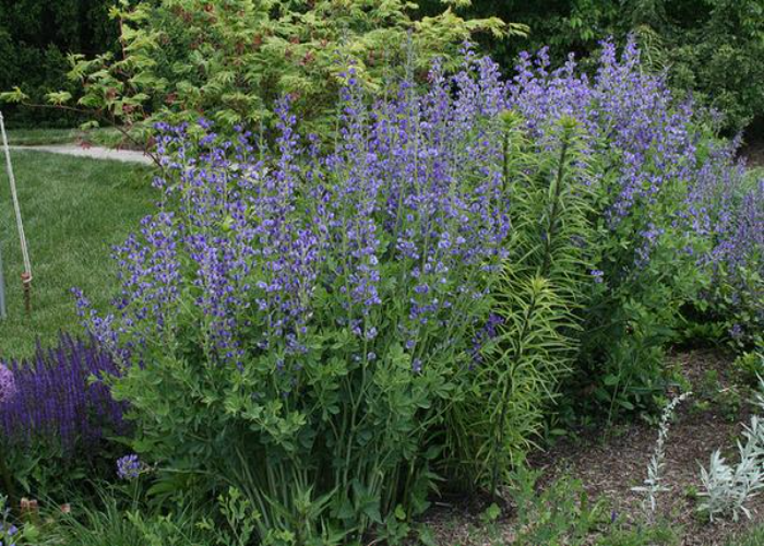 Baptisia or False Indigo