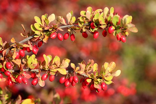 Barberry