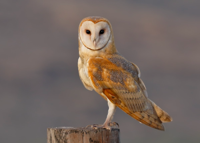 Barn owl