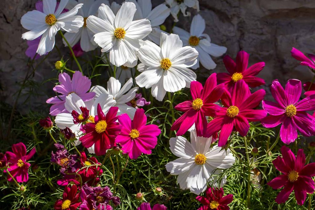 Basic Care to Grow Cosmos Plants