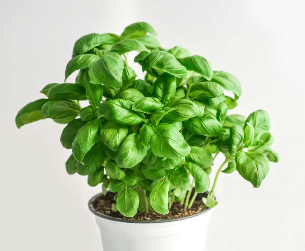 Basil