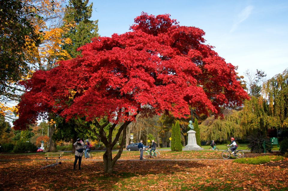 18 Most Stunning Trees That Turns Red in Autumn