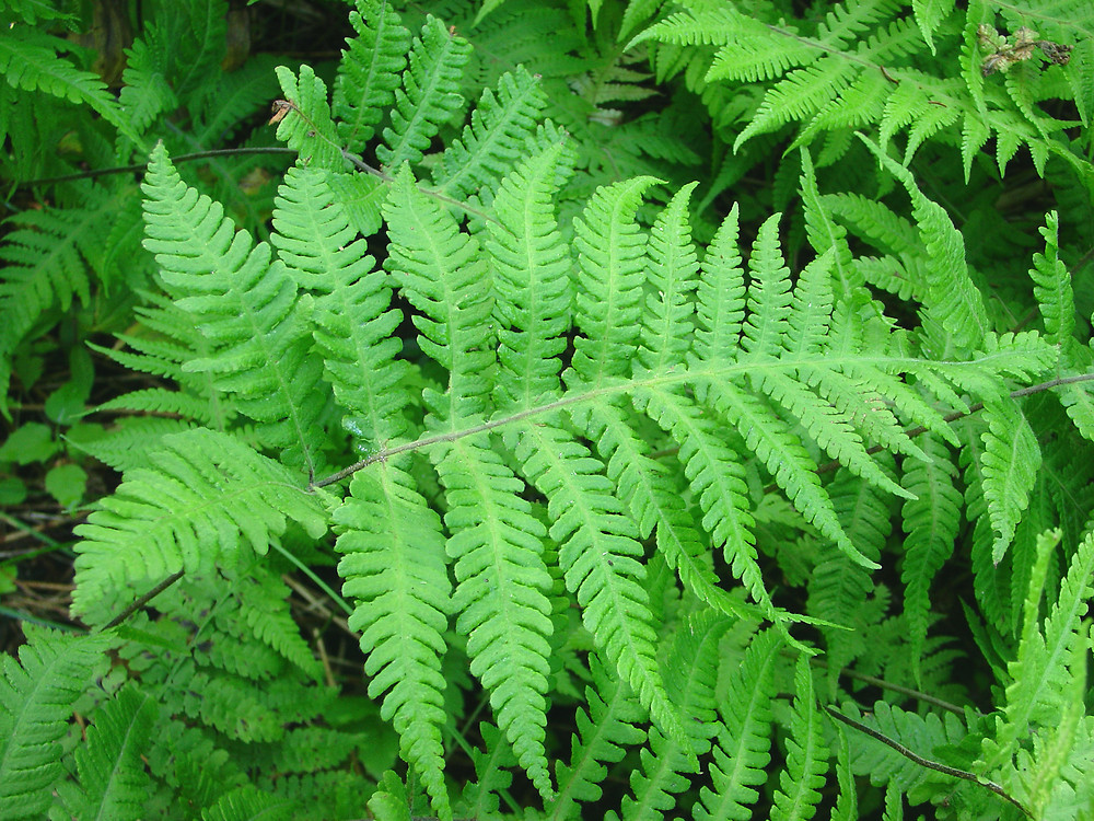 Beech Fern