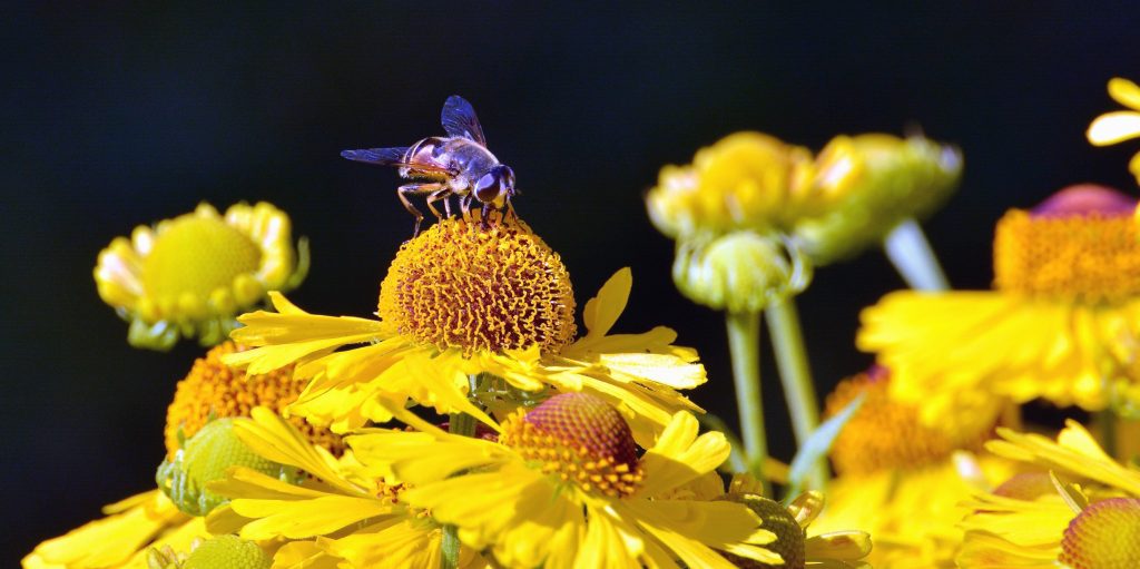 Bees and Butterflies