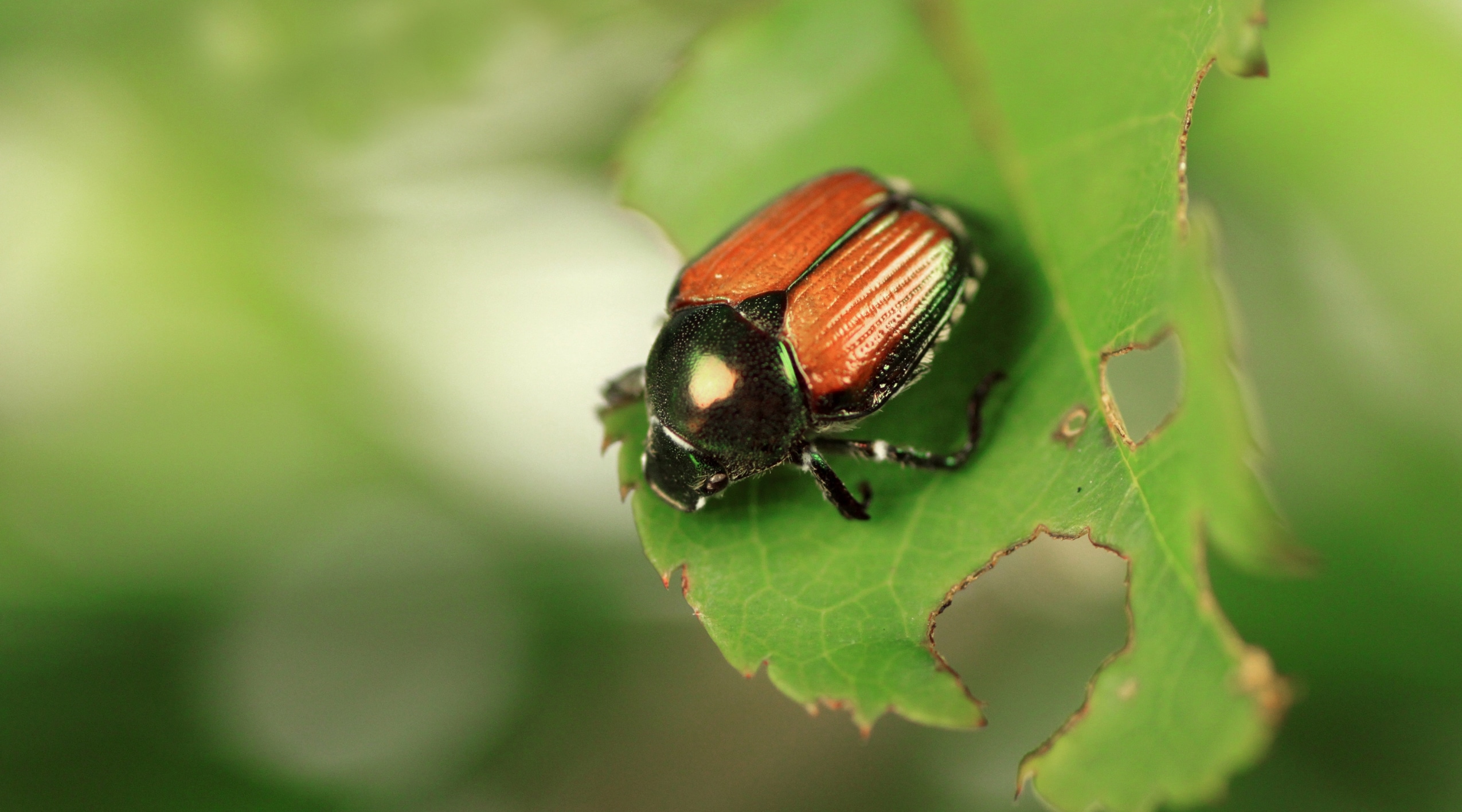 Beetles from Japan