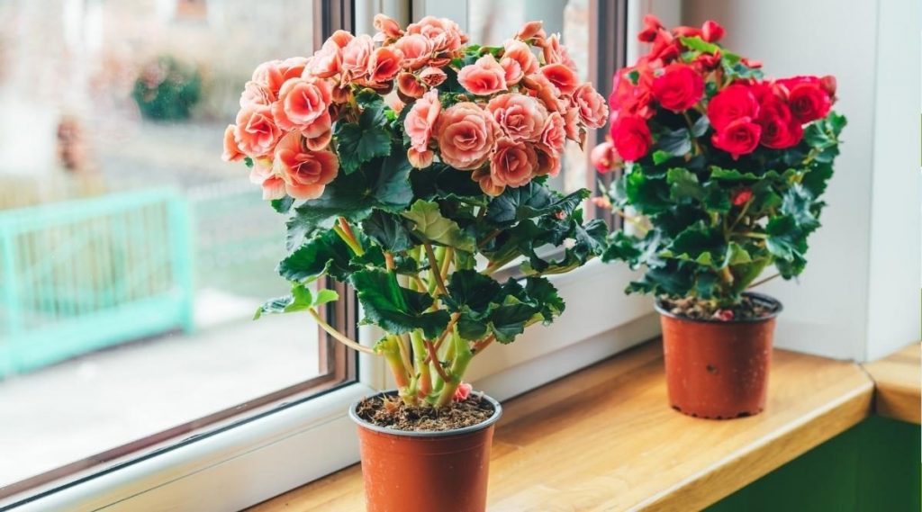 Begonia Plant Care & Growing Tips