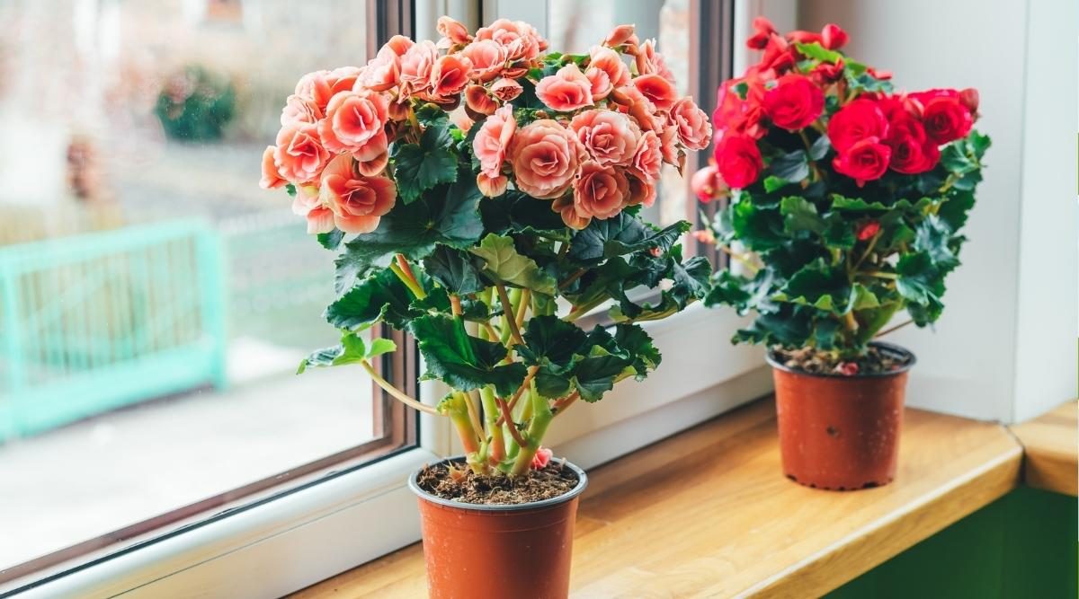 A Year-Round Guide to Begonia Care and Maintenance [UK]