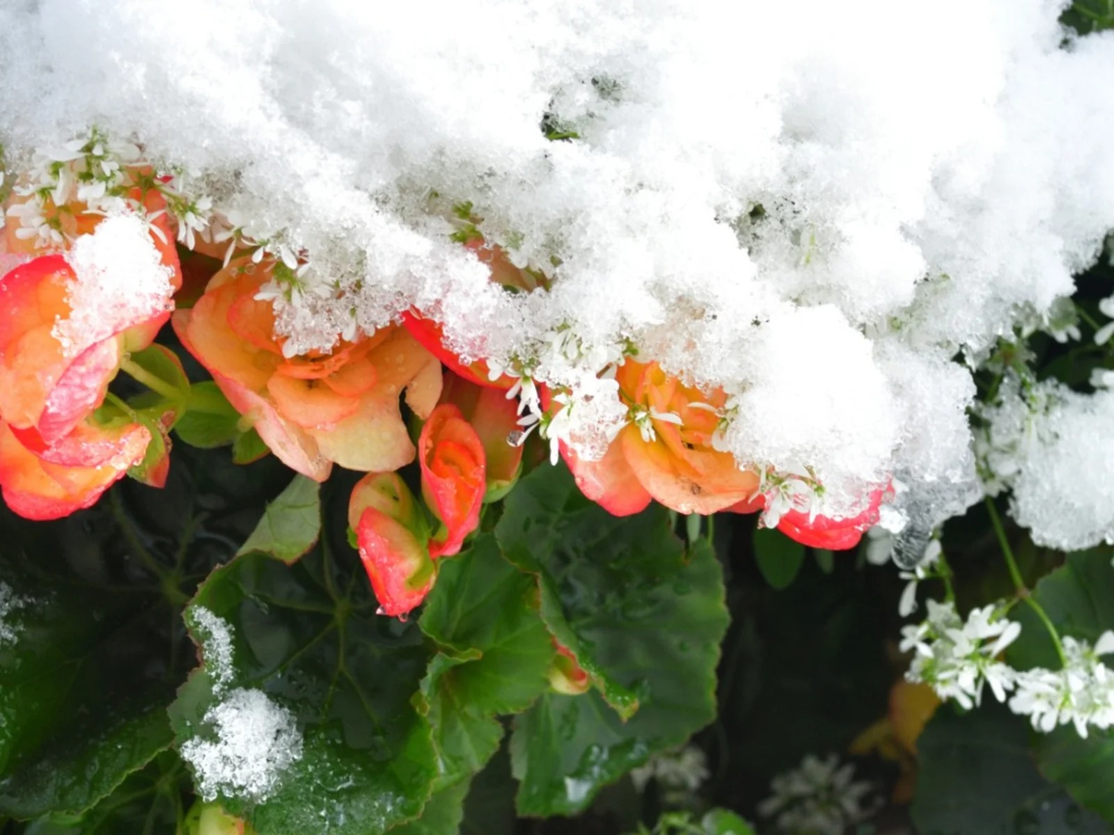 Essential Tips for Begonia Care During Winter