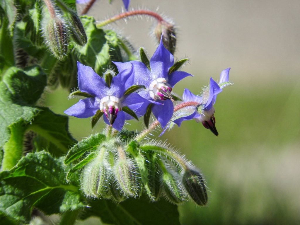 Bellflower Borage (Borago Bellidifolia)