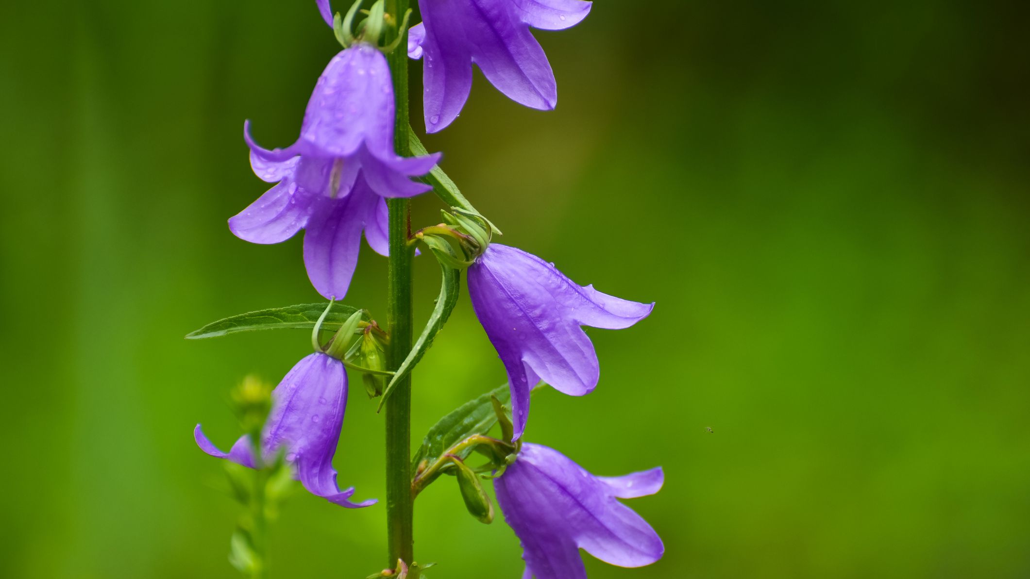 Bellflower