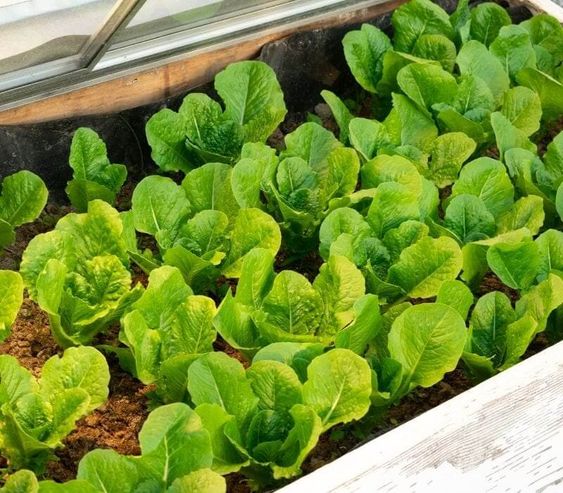 Benefits of Cold Frames