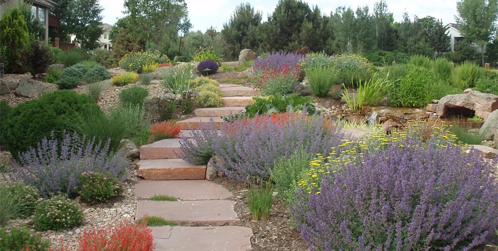 Benefits of Drought-Tolerant Plants