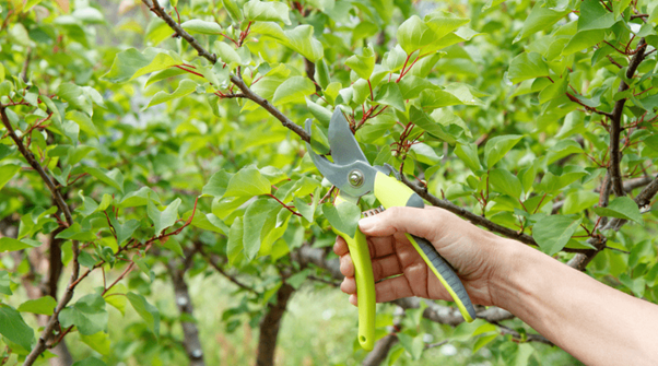 Benefits of Pruning the Pear Trees