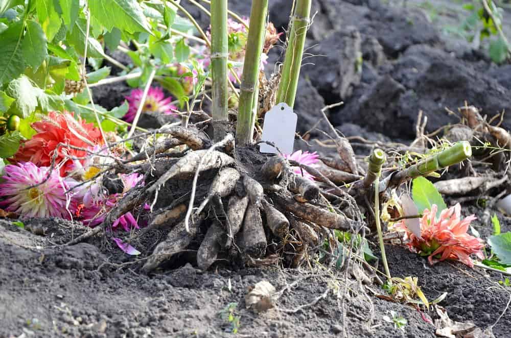 Benefits of Splitting Dahlia Tubers Every Year