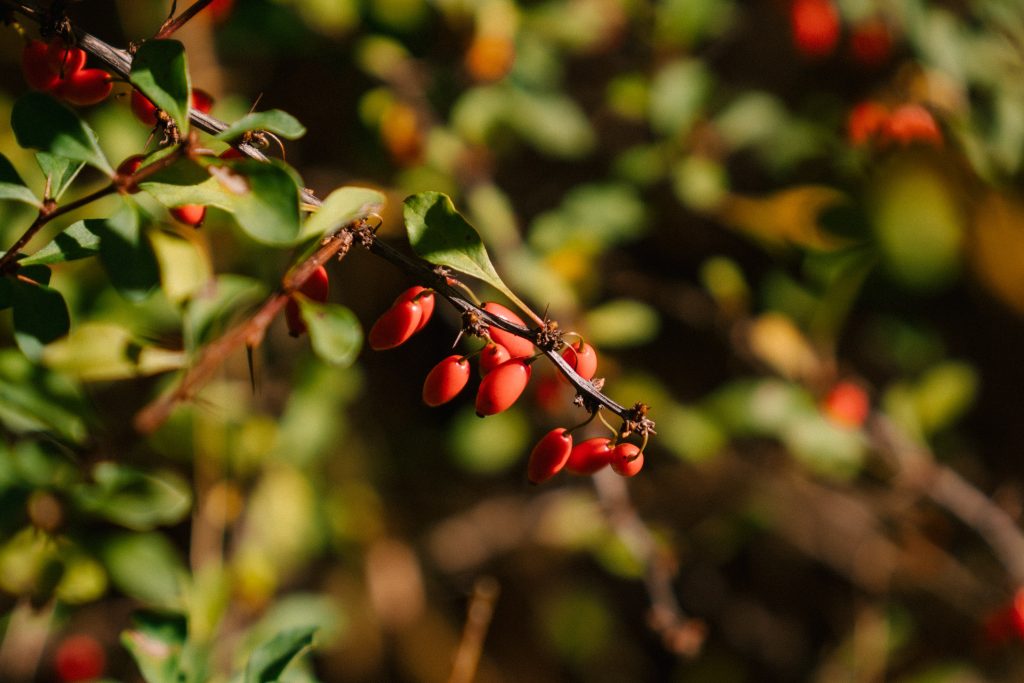 Berberis 'Barberry' Care & Growing Tips