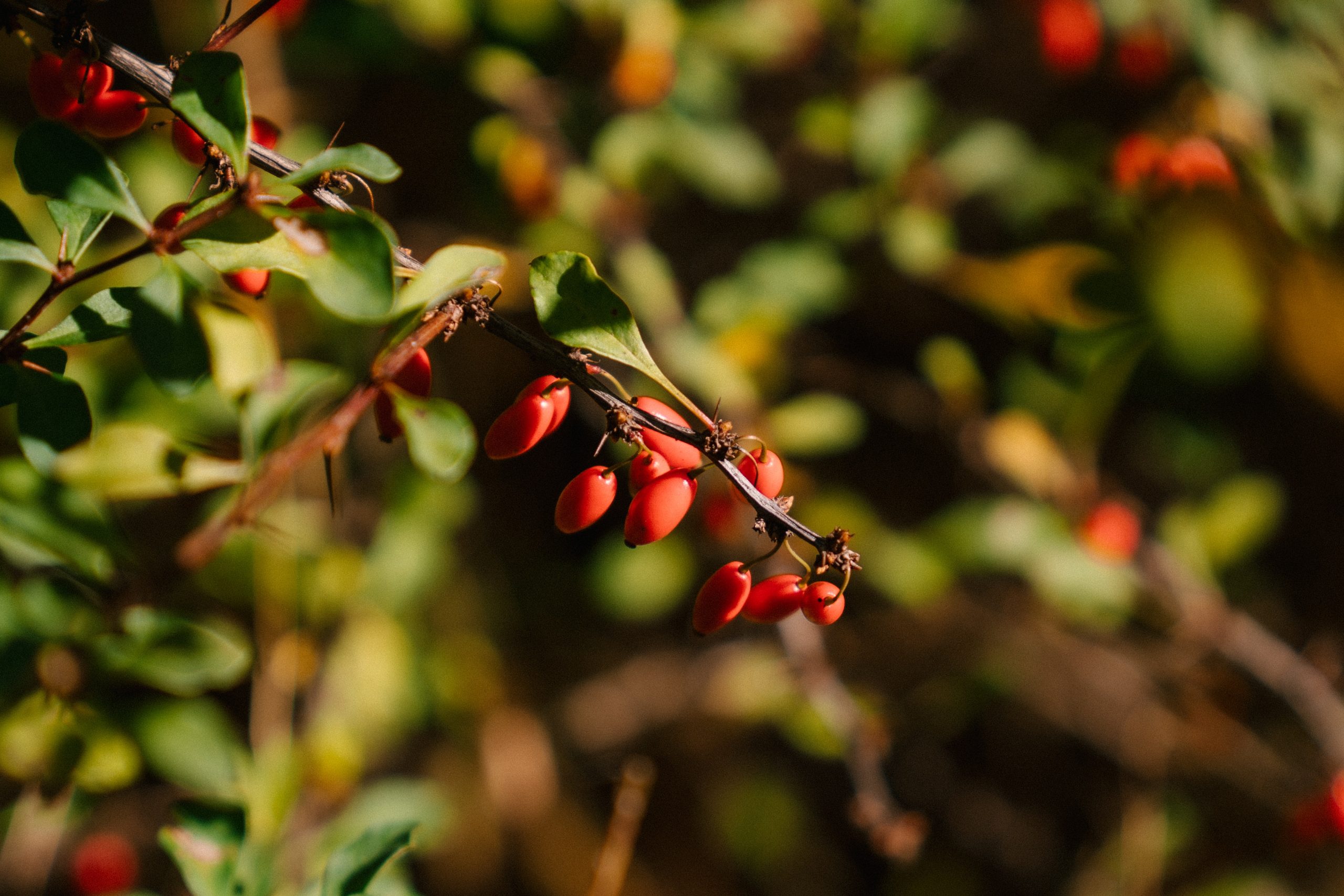 How to Grow and Care for Berberis ‘barberry’ Plants [UK]