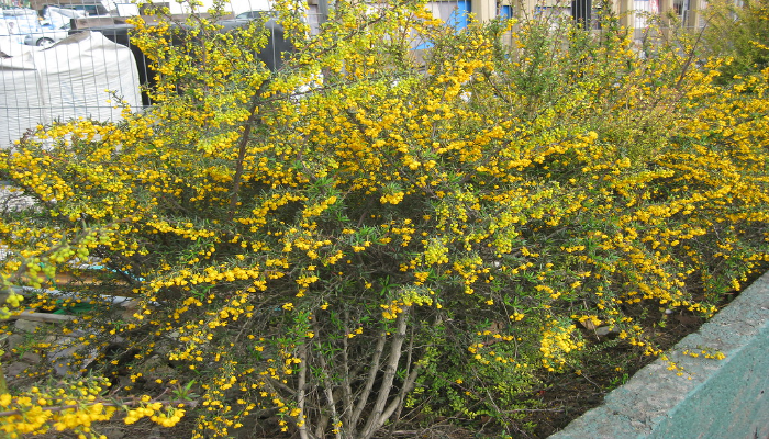 Berberis Stenophylla Hedge