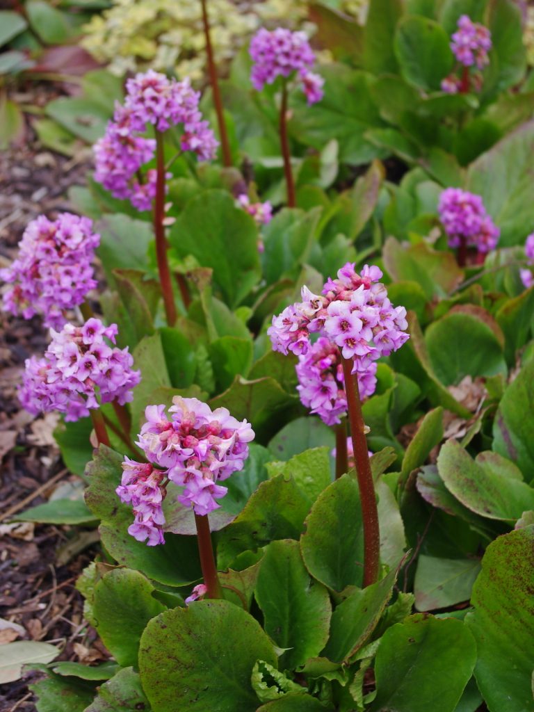 Bergenia Crassifolia