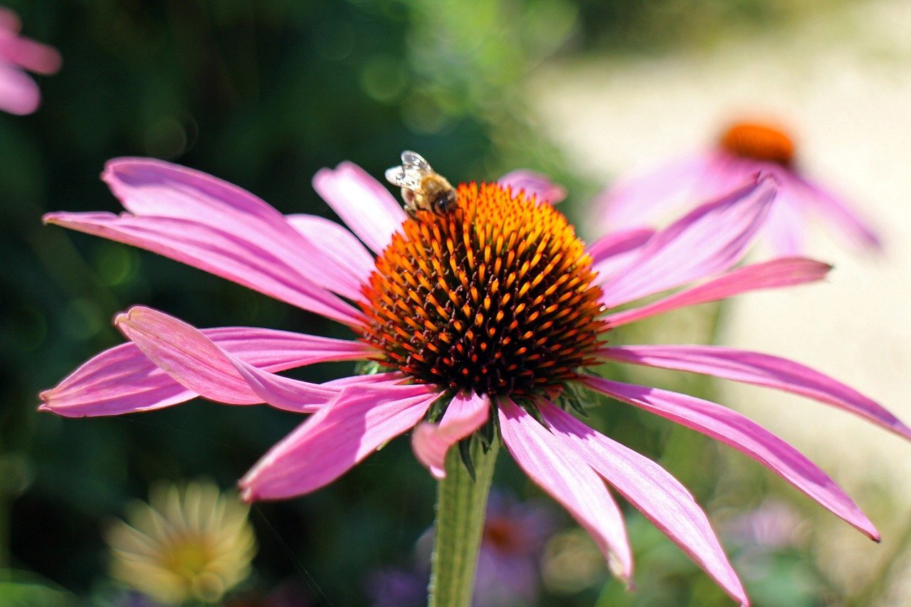 Top 15 Flowers, Trees & Herbs to Attract Bees to Your Garden