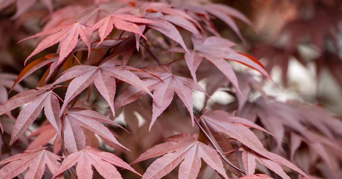 Best-Japanese-Maple-Varieties-FB