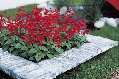 Best Places to Plant Salvias