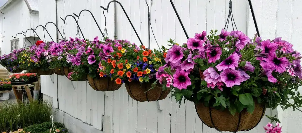 26 Gorgeous Plants That Are Perfect For Your Hanging Baskets