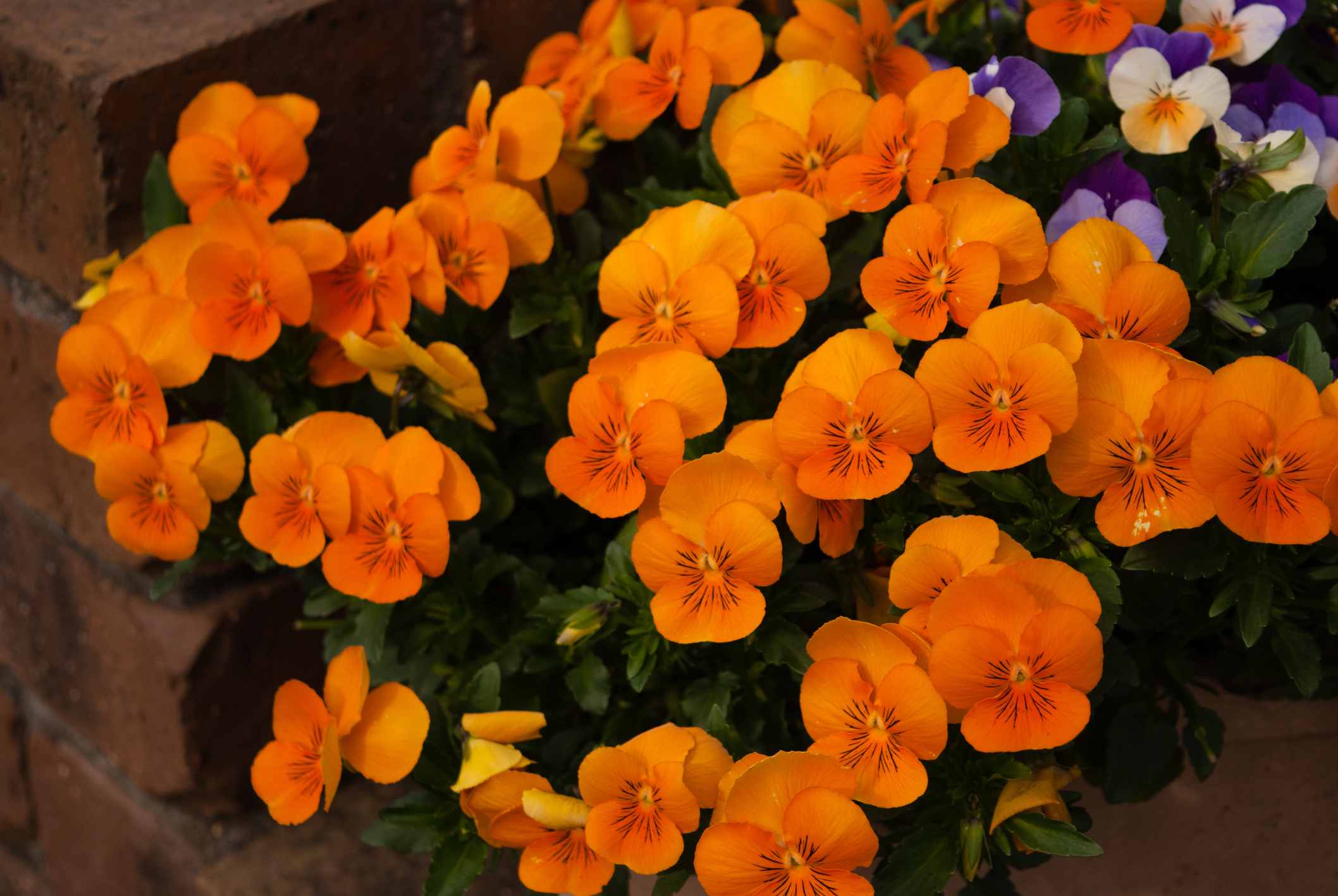 The UK’s 7 Best Plants with Orange Flowers