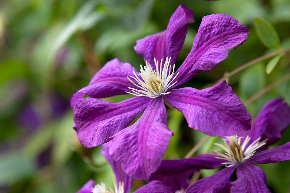 The Uk’s 7 Best Plants with Purple Flowers