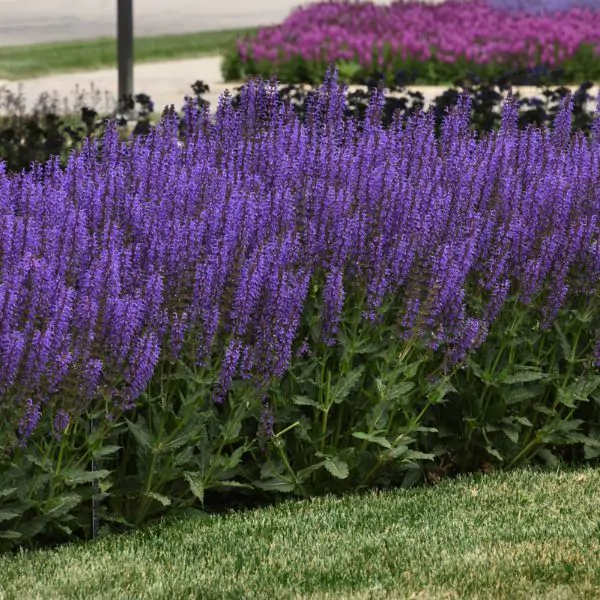 Best Seasons for Planting Salvias