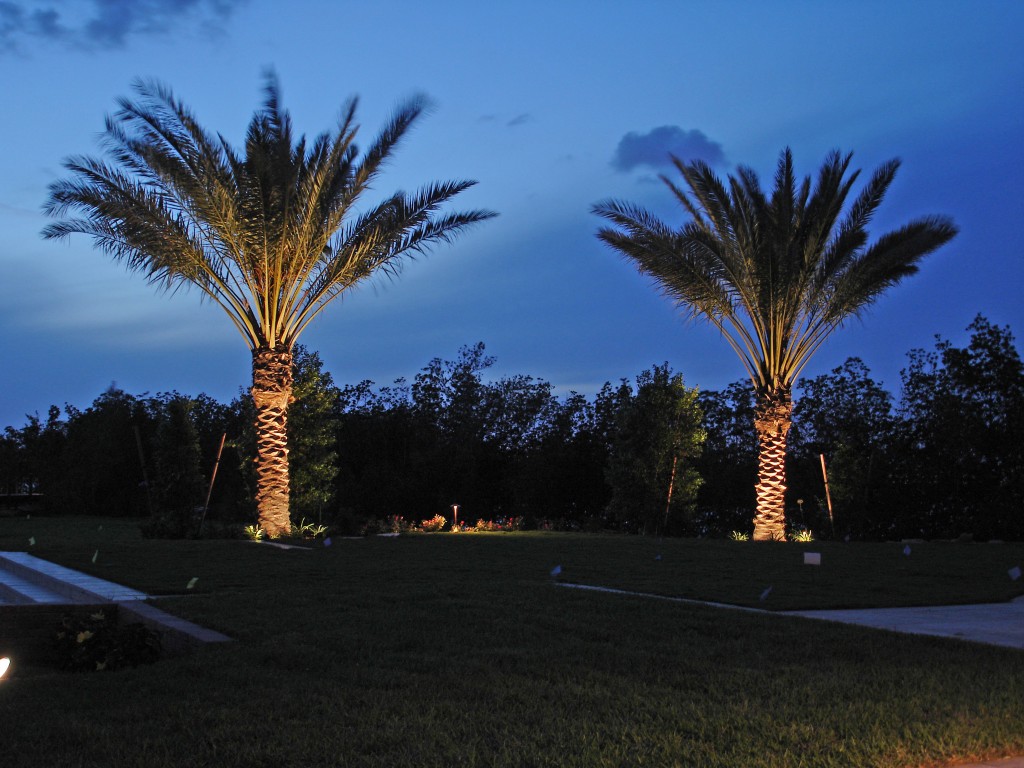 Amazing Lights for Best Palm Trees for UK