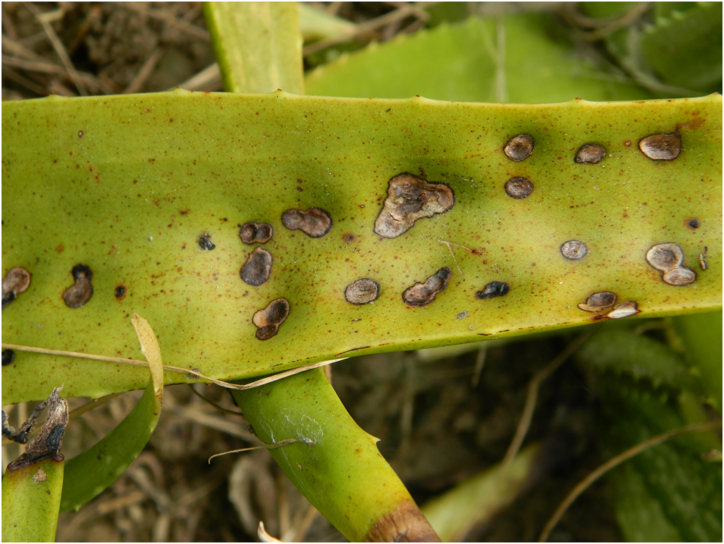 Beware Of Underwatering