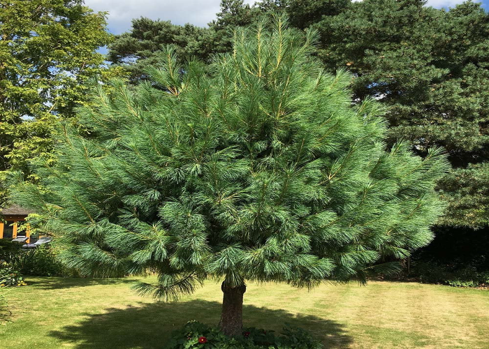 Bhutan Pine