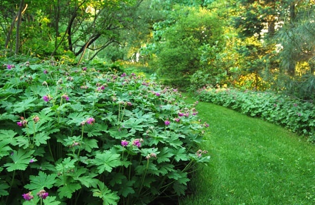 Bigroot Geranium